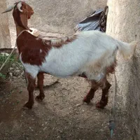 بز دو بزر سومالی و بویری