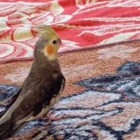 عروس هلندی سخنگو|پرنده|کوهدشت, |دیوار