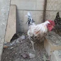 خروس گلین لری اصیل چهل تاج کیفیت بالا|حیوانات مزرعه|اصفهان, خرم|دیوار