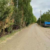 فروش درخت