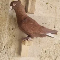 سرخ دم سفید