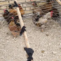 فروش مرغ و خروس