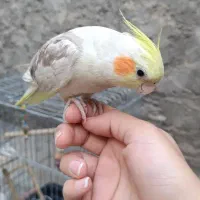 دو عدد عروس هلندی|پرنده|کوهدشت, |دیوار