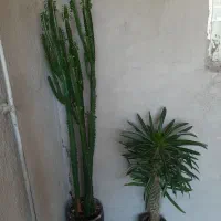 فروش دو عدد گل کاتوس بسیار زیبا