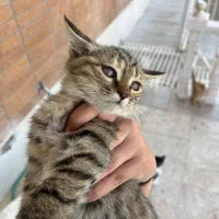گربه|گربه|تفت, |دیوار
