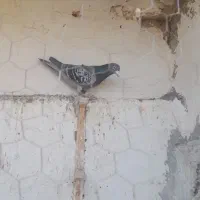 کفتر صید|پرنده|تایباد, |دیوار