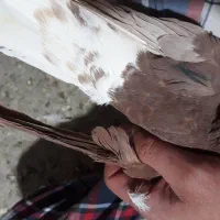 کبوتر سرخ دم سفید|پرنده|نیشابور, ابراهیم ادهم|دیوار