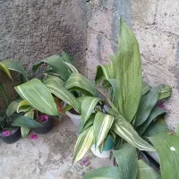 تعدادی گلدان گل|گل و گیاه طبیعی|رشت, شهرک صبا|دیوار