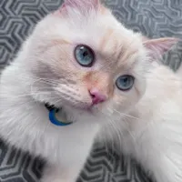 گربه اسکاتیش نر