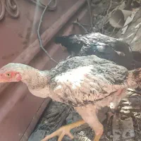 مرغ و خروس لاری