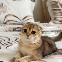 گربه اسکاتیش گلد