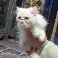 کلاسیک، فلت|گربه|بیرجند, |دیوار