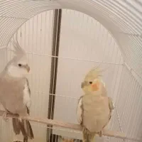 5 تا عروس هلندی‌ بسیار زیبا