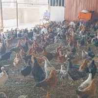 جوجه مرغ و خروس محلی