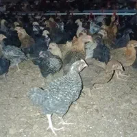 فروش جوجه مرغ و خروس محلی نژاد اصل|حیوانات مزرعه|مرودشت, بیست متری بیمارستان|دیوار