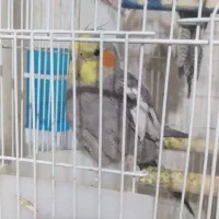 عروس هلندی|پرنده|شیراز, فضل‌آباد|دیوار