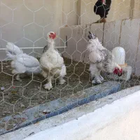 مرغ برهما
