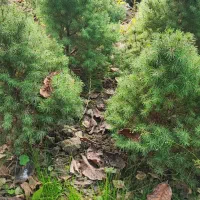 کاج کونیکا فروشی