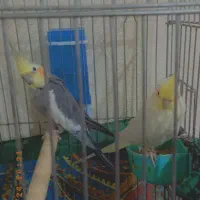 عروس هلندی نر و ماده|پرنده|نهاوند, |دیوار