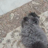 جفت گیری گربه|گربه|تهران, فدک|دیوار