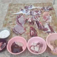 قصاب گوسفند زنده|خدمات پذیرایی، مراسم|قم, نیروگاه|دیوار