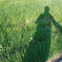 پیازمینروا|گل و گیاه طبیعی|کهنوج, |دیوار