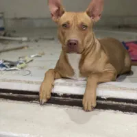 پیتبول فروشی|سگ|کرمان, |دیوار