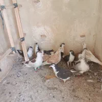 11تا جوجه ساده