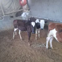 دوراس گوساله ماده