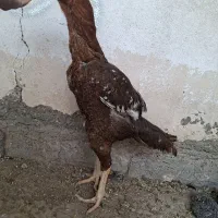 مرغ لاری شش دانگ|حیوانات مزرعه|ماهدشت, |دیوار