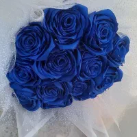 گل روبانی زیبا