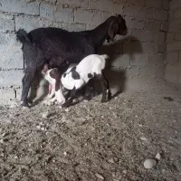 بز مری|حیوانات مزرعه|زاهدان, |دیوار