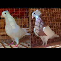 دوتا بازیکن نر