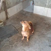 سگ با ادب|سگ|گرگان, |دیوار