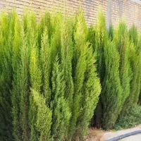 نهال سروناز شیراز|خدمات باغبانی و درختکاری|تهران, آبشار تهران (دریاچه)|دیوار