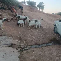 بره
