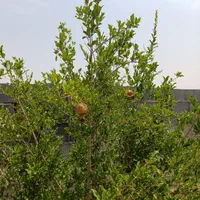 فروش باغ|فروش زمین و ملک کلنگی|اصفهان, دستگرده|دیوار