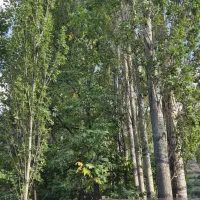زمین-باغ-3000-متری