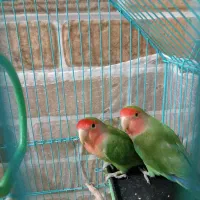 طوطی برزیلی