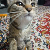 واگذاری گربه شناسنامه دار و واکسن خورده