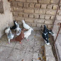 کبوتر رنگی|پرنده|قزوین, |دیوار