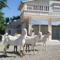 بز پاکستانی