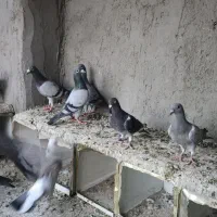 پرنده