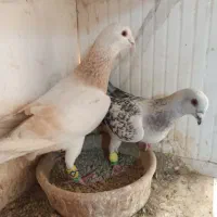 یک جفت کبوتر شامی