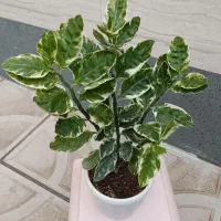 گل‌های خانگی