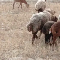 سه عدد میش و چهارتا بره