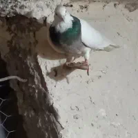 جوجه جوانه طوقی