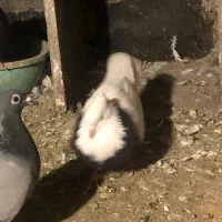 کفتر گندم|حیوانات مزرعه|مشهد, امیریه|دیوار