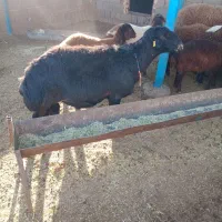 قوچ میش وبره|حیوانات مزرعه|تربت جام, جامرود|دیوار