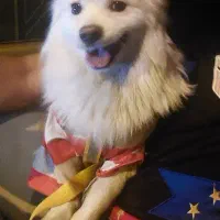 سگ خانگی اصل  آموزش دیده باهوش|سگ|میاندوآب, |دیوار